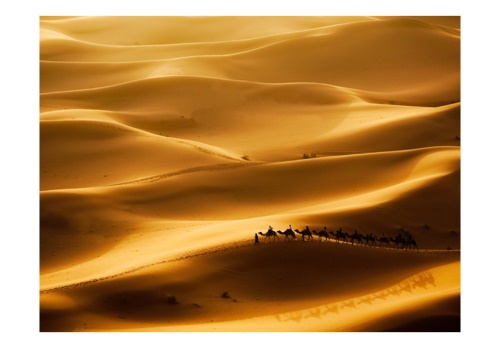Fototapeta - Caravan of camels