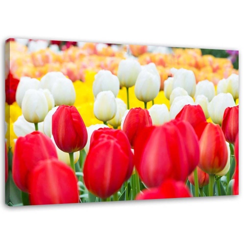 Obraz na plátně Tulipány Květiny Příroda Rostliny