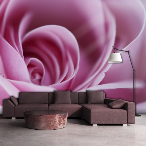 Fototapeta - Pink rose