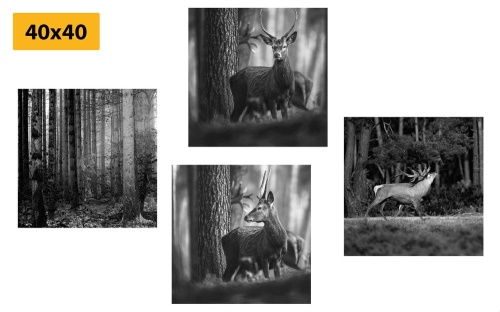 Set obrazů lesní zvířata v černobílém provedení