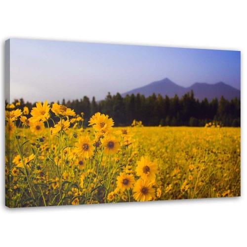Obraz na plátně Polní květiny Žluté hory