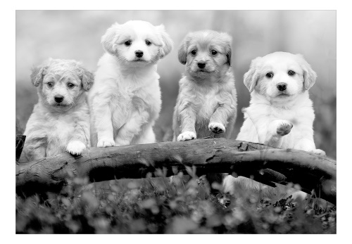 Fototapeta - Four Puppies