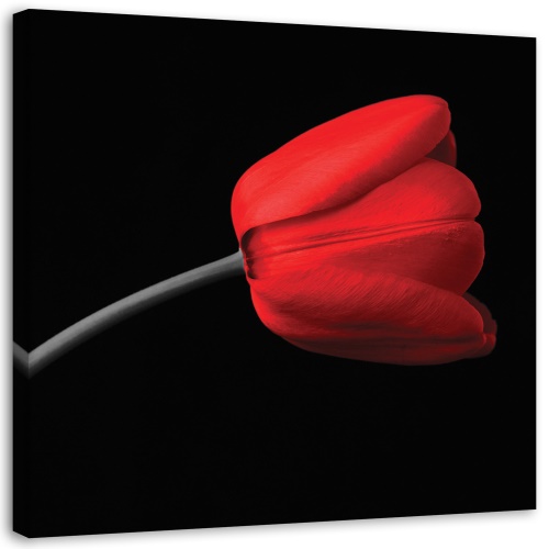 Obraz na plátně Červený tulipán Černé pozadí