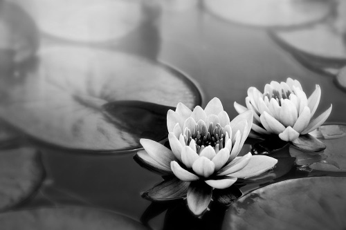 Samolepící fototapeta černobílý lotosový květ v jezeře