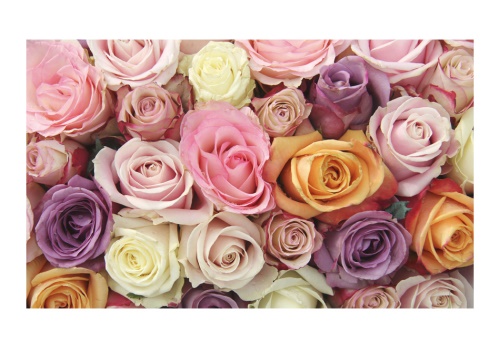 Fototapeta - Pastel roses