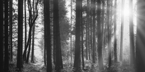 Obraz les zalitý sluncem v černobílém provedení