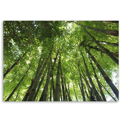 Obraz na plátně Příroda bambusového lesa