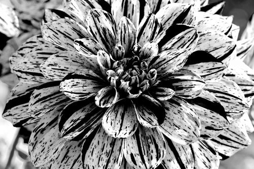 Tapeta rozkvetlý květ černobílý