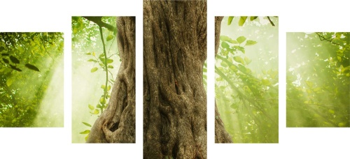 5-dílný obraz kořen stromu