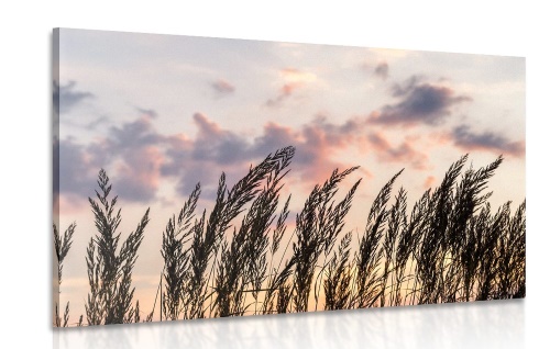 Obraz stébla polní trávy