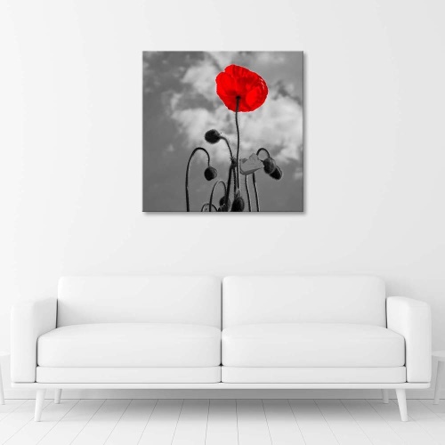 Obraz na plátně, Červené květy máku Příroda