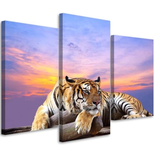 Obraz na plátně třídílný Tygr divoké zvíře