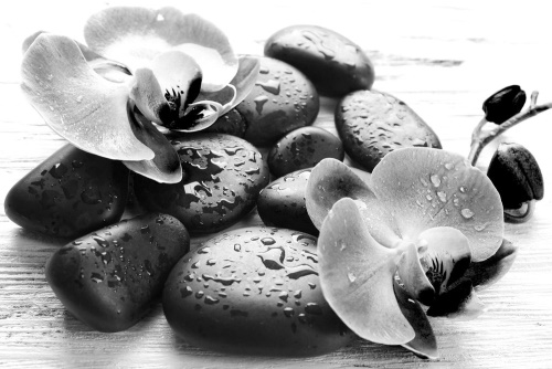 Obraz krásná souhra kamenů a orchideje v černobílém provedení
