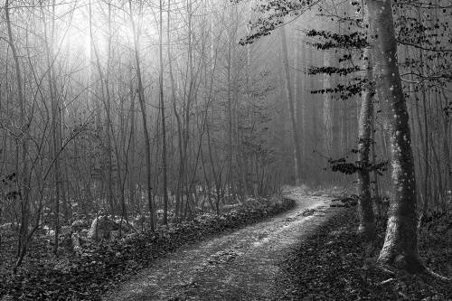 Tapeta cesta do tajemného lesa