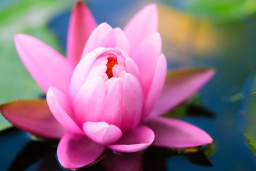 Obraz nádherný růžový květ na jezeře
