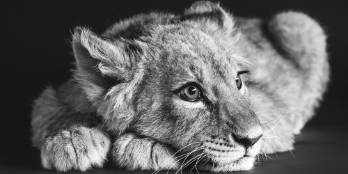 Obraz mládě lva v černobílém provedení