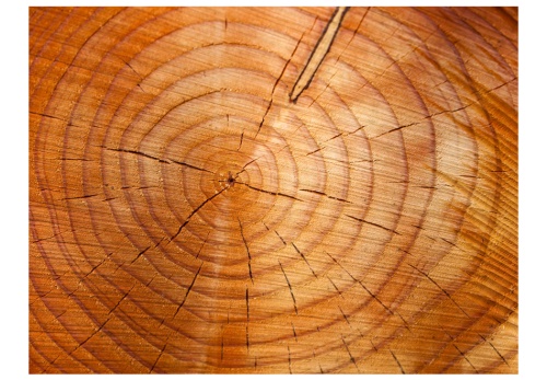 Fototapeta - Annual rings on a tree trunk