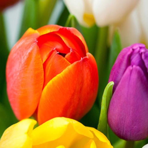 Ozdobný paraván Tulipány Květiny Barevné