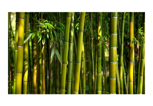 Fototapeta - Asijské bambusové lesy