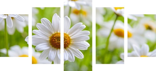 5-dílný obraz jarní louka plná květin