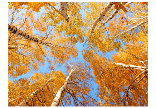 Fototapeta - Autumnal treetops