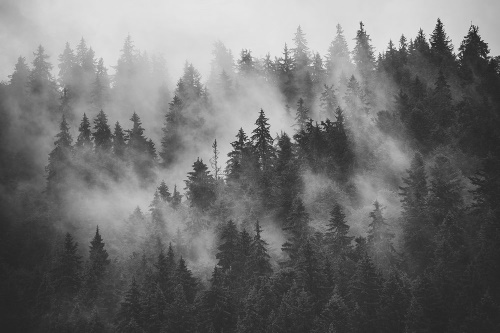 Tapeta hustý les zahalený mlhou