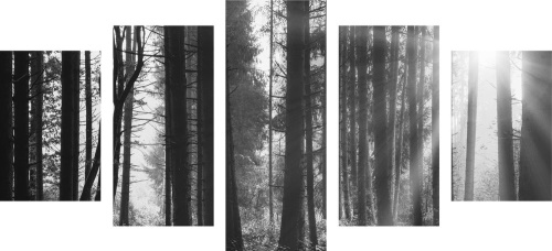 5-dílný obraz les zalitý sluncem v černobílém provedení