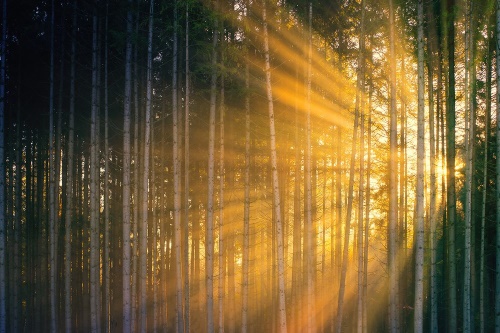 Fototapeta slunce za stromy