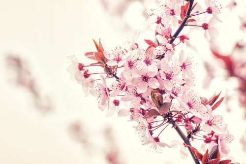 Tapeta krásné růžové květy třešně