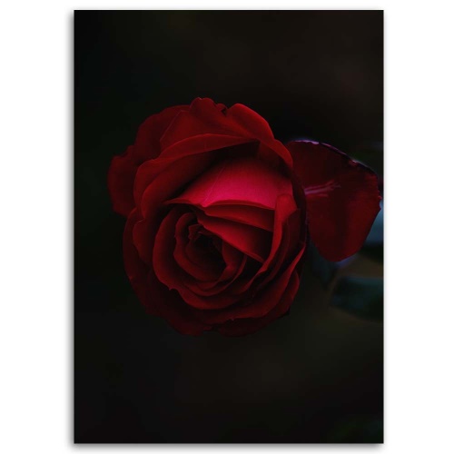 Obraz na plátně Růže Červená květina Příroda