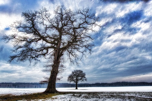 Samolepící fototapeta stromy v zimě