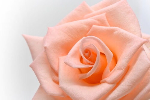 Tapeta krásná růže v broskvovém odstínu