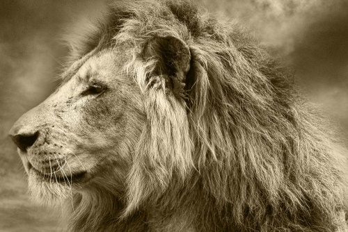 Obraz africký lev v sépiovém provedení