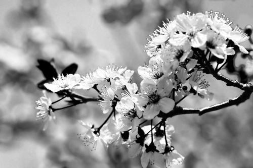 Samolepící fototapeta černobílý třešňový květ