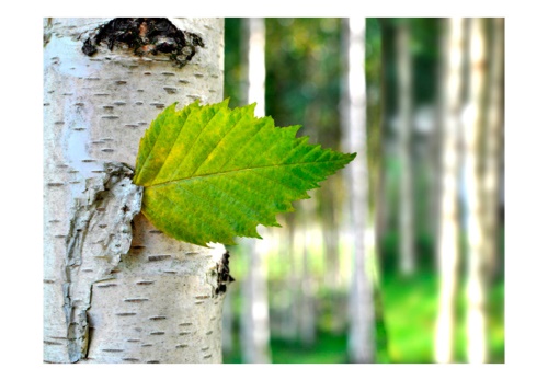 Fototapeta - Birch leaf