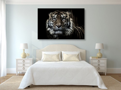 Obraz tygr