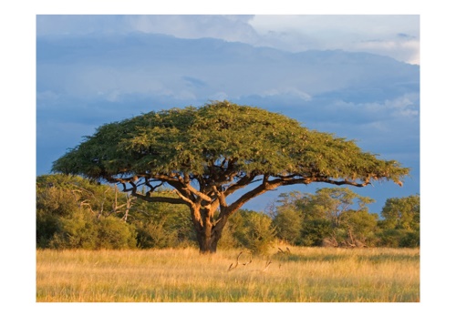 Fototapeta - African acacia tree, Hwange National Park, Zimbabwe