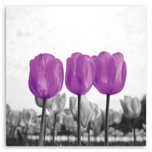 Obraz na plátně Tulipány Louka Příroda Květina