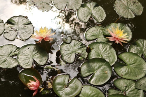 Fototapeta lotosový květ v zahradě