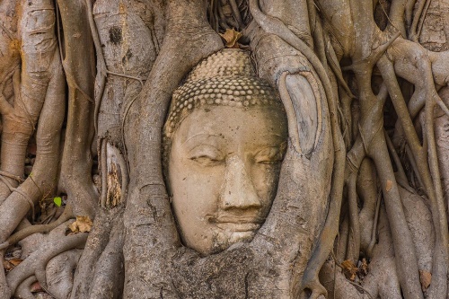 Samolepící fototapeta Buddhů posvátný fíkovník