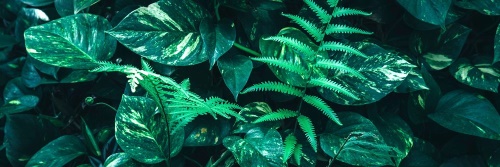 Obraz svěží tropické listy