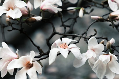 Obraz probouzející se magnolie