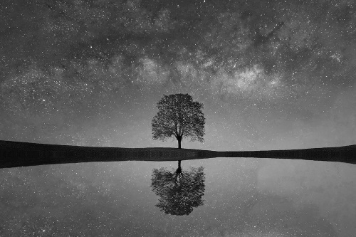 Samolepící fototapeta černobílá hvězdná obloha nad osamělým stromem