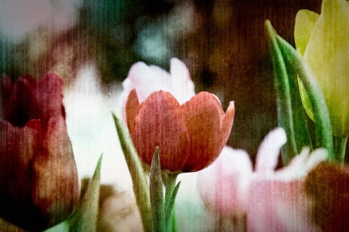 Samolepící tapeta louka tulipánů v retro stylu