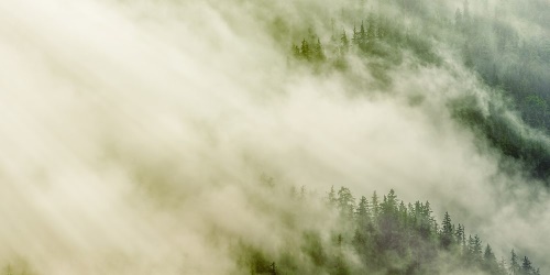 Obraz mlhavý les