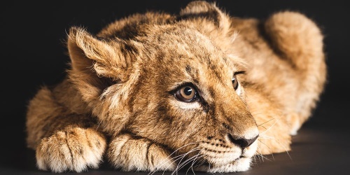 Obraz mládě lva