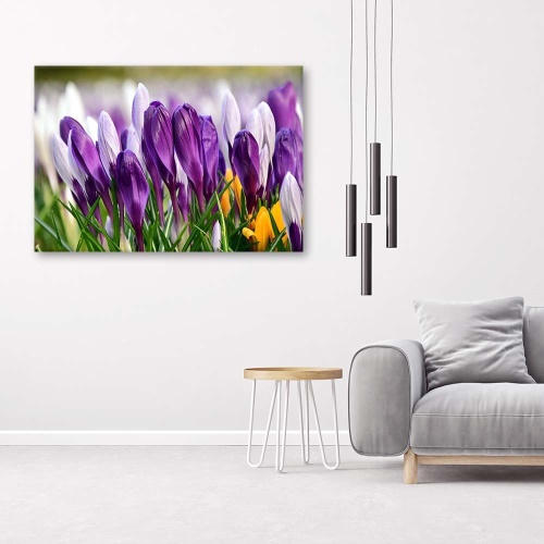 Obraz na plátně Květy krokusů fialové
