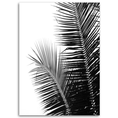 Obraz na plátně Palm Leaf Black White