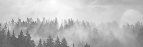 Obraz mlha nad lesem v černobílém provedení