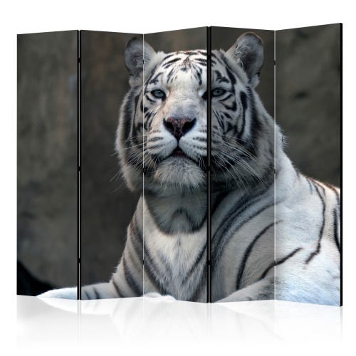 Paraván - Bengali tiger in zoo II [Room Dividers]